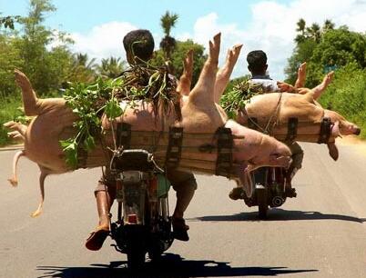 专业屠户偷走20头大肥猪，小偷：都是行情逼的！