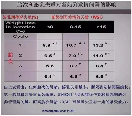 中国养猪网