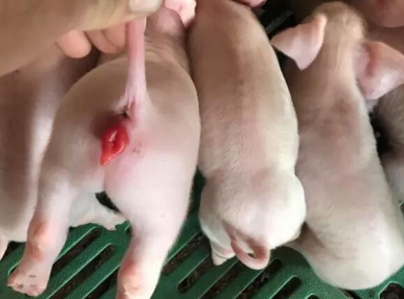 养猪人注意啦！各种猪霉菌毒素中毒症状 一不小心就误诊！