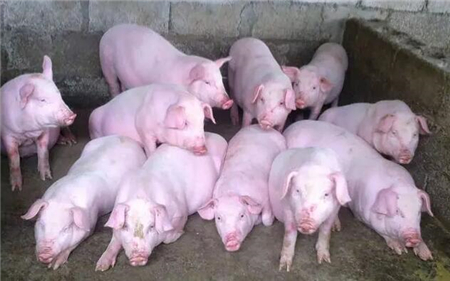 猪咬尾，生长速度慢20%！但是猪应激与咬尾症又有什么关系呢？