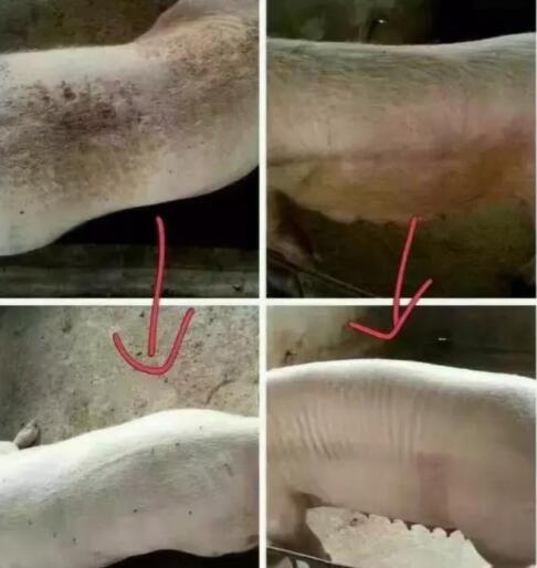 猪场驱虫后，效果如何判定？这几点很关键！