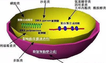 兽药知识 ：头孢菌素与青霉素的兽医临床应用药理