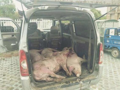 猪油蒙了心！夫妻俩贩卖病死生猪被东海交警及时查获