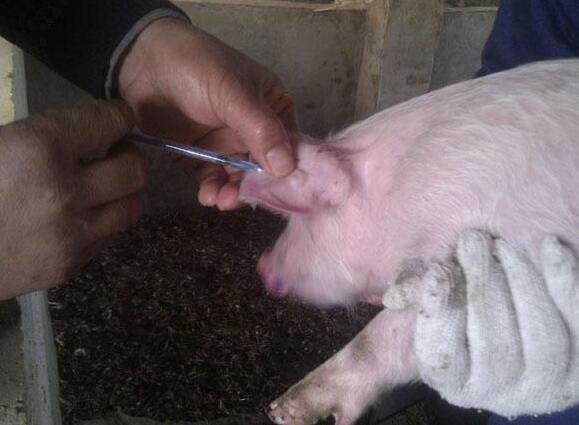 疫苗到底分为哪几种，很多人都不清楚！