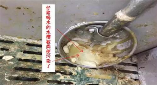 重点细节做的好，秋季仔猪拉稀少