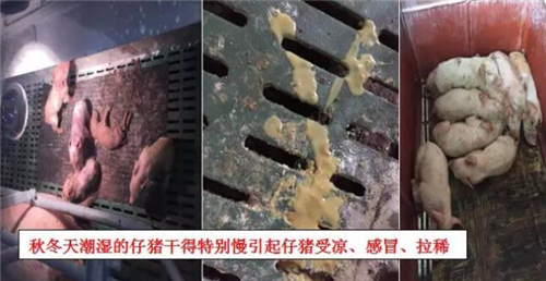 中国养猪网