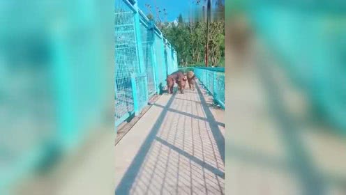 高人养猪，猪记得回家的路