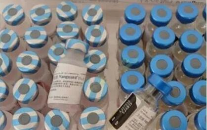 养猪用的好疫苗如何让它发挥出好的效果？