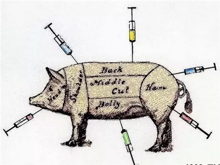 猪打针正确位置，你可能一直都错了！