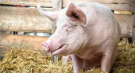 2018年10月13日全国内三元生猪价格行情涨跌表