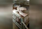 实拍规模猪场养的育肥猪，这样养猪才赚钱