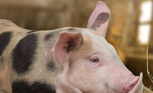 阳性样品来自鞍山市台安县桑林镇一养殖户，该养殖户存栏生猪180头、发病14头、死亡14头。