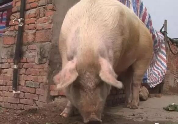 养猪新鲜事—猪发飙咬人 伤者被缝了50多针！