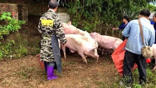 在农村建一个上猪台就轻松地赶猪上车