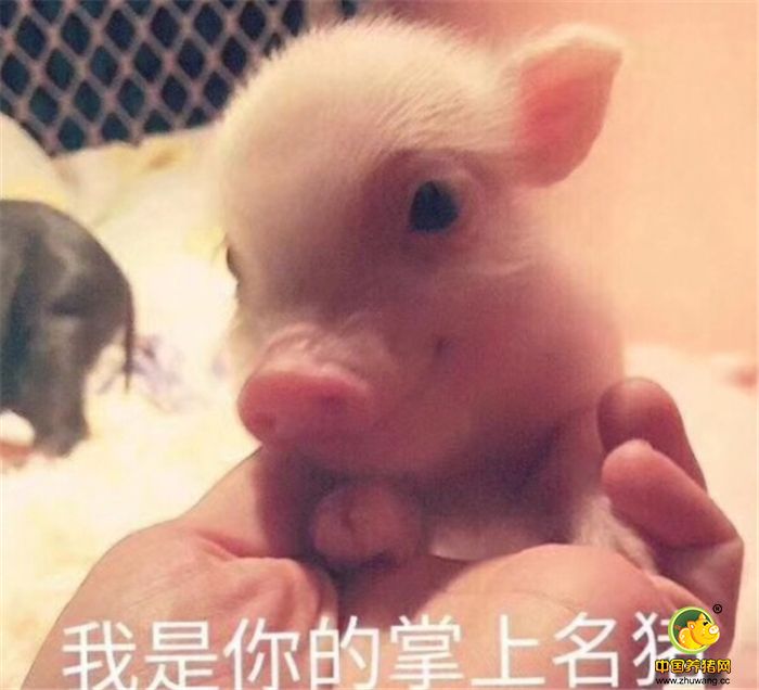 表情包：我是你的掌上明猪 