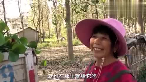 河里泛滥成灾的“猪耳朵”草，为何农村大叔却把它当做宝贝呢？