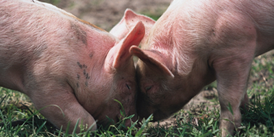 农业农村部：局部地区存在生猪检疫调运监管薄弱现象！