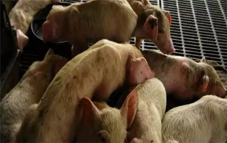 三四十斤保育猪，咳喘消瘦加腹泻频发？究其原因竟是