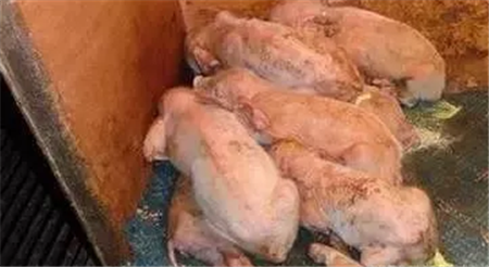 PED多发之秋，猪场执行返饲的前提条件你了解吗?