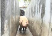 中国养猪户，教猪跳水还潜水，外国人：你们为啥虐待猪？