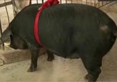 农村养猪新诀窍，这样养猪才能更赚钱