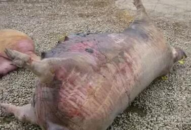 规模猪场常见病：母猪猝死症