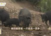 养殖户在深山放养猪，每斤猪肉卖到上百元