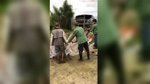 农村都是这样赶猪上车的，真是太搞笑了