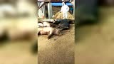 辽宁非洲猪瘟扑杀视频　看了想哭！