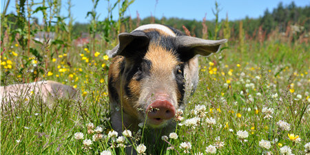 中美贸易仍存变数 生猪疫情来袭 豆粕还能涨多久？