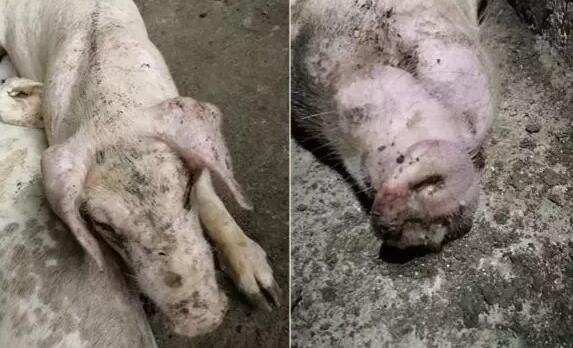 近期，圆环蓝耳混感继发细菌感染严重，我们该怎么办？