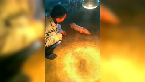 猪场最懒的猪仔，没有之一，长见识了