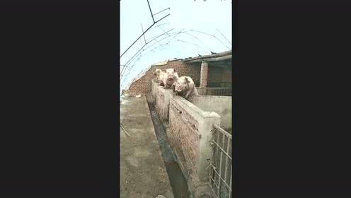 猪场主人忘记喂二师兄，10小时后赶来，看到这一幕顿时慌了！
