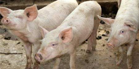 广东五华惊现62头来历不明的猪，全部填埋无害化处理！