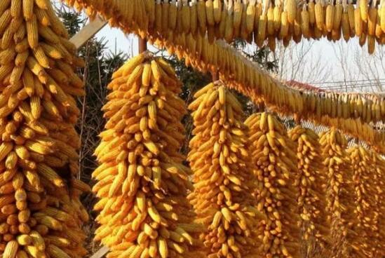 玉米价格猛追1元大关！10月或迎来一道“坎儿”？