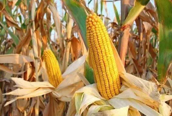 玉米价格连续上调，未来北方地区能否继续看涨？