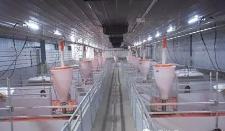 养猪场自动喂料系统与人工饲喂的差距