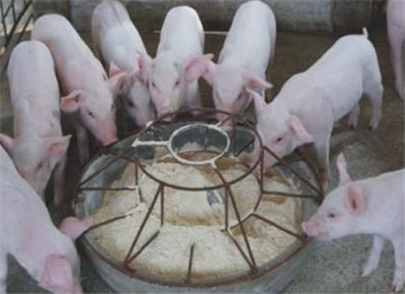 玉米价格，已涨！猪价，要跌！大豆价格，看质量！