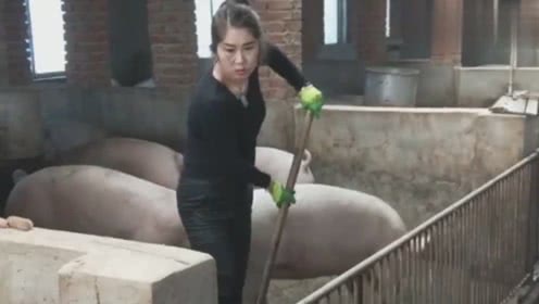 36岁农村女农民，辞工回家创办自己的养猪场，由此成了女强人