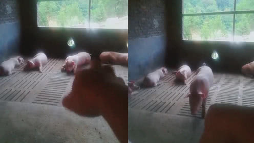 我就佩服你们这些养猪的，兽语十级交流毫无障碍！