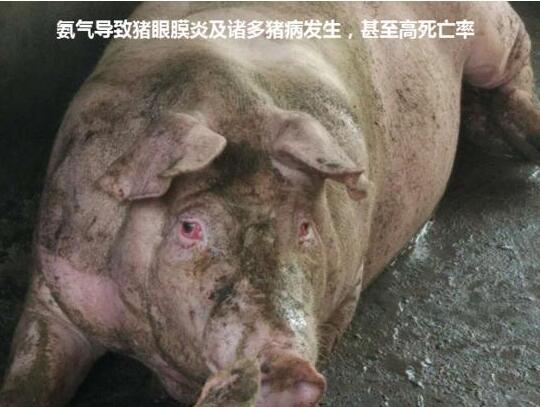猪舍“氨气”治理不能再拖了，不光害猪，害人也不浅！