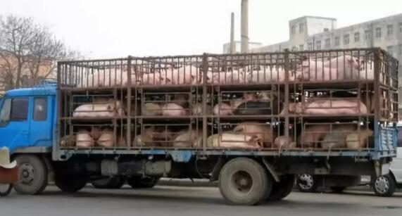 生物安全之猪只运输生物安全措施
