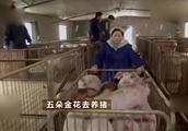 《致富经》母猪不在产房生崽，女汉子赶紧为猪转移阵地