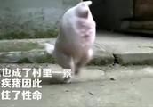 小猪生来只有前腿 却学会了倒立行走，比猪坚强还勉励