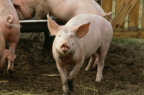 温氏、扬翔、新希望，巨头将面临抢猪大战！