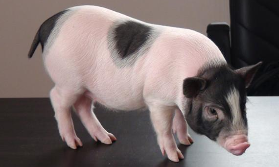 南方地区再添疫情，猪价行情走势难以预料？