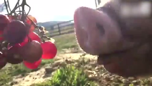 你们养猪是为了填饱肚子，我养猪是为了发财致富