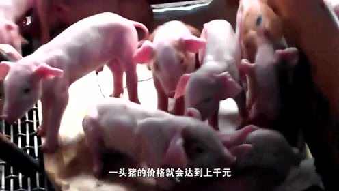 牛肉营养价值比猪肉高，为什么不提倡养牛反而是提倡养猪？