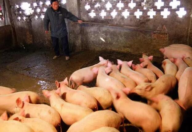 大降温来袭要想养好猪，应对猪采取特殊饲养管理方法！