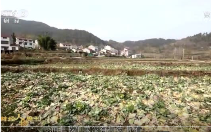 创业：身价几百万的老板回乡养猪种菜，被骂疯子，结果带全村致富